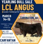Yearling Bull Sale