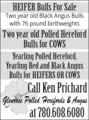 HEIFER Bulls For Sale